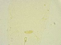 Minibiotus intermedius image