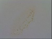 Minibiotus intermedius image