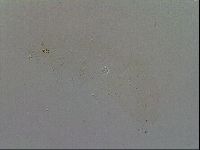 Minibiotus intermedius image