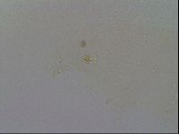 Minibiotus intermedius image