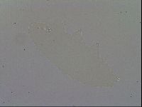 Minibiotus intermedius image