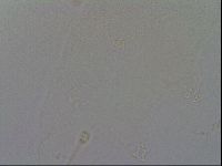 Minibiotus intermedius image