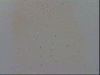 Minibiotus intermedius image