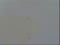 Minibiotus intermedius image