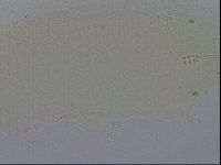 Minibiotus intermedius image