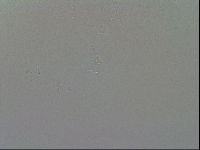 Minibiotus intermedius image
