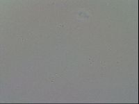 Minibiotus intermedius image