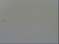 Minibiotus intermedius image