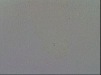 Minibiotus intermedius image
