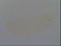 Minibiotus intermedius image