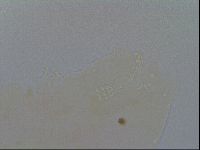 Minibiotus intermedius image