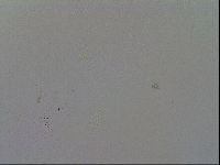 Minibiotus intermedius image