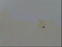 Minibiotus intermedius image
