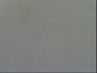 Minibiotus intermedius image