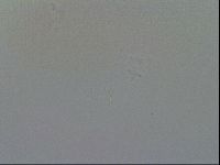 Minibiotus intermedius image