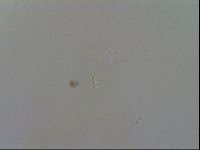 Minibiotus intermedius image