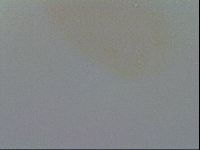 Minibiotus intermedius image