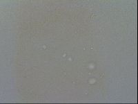 Minibiotus intermedius image