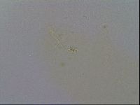 Minibiotus intermedius image