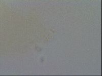 Minibiotus intermedius image