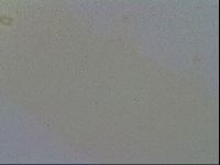 Minibiotus intermedius image