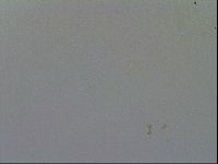 Minibiotus intermedius image