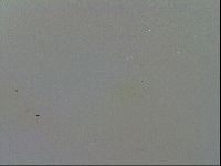 Minibiotus intermedius image