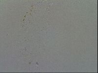 Minibiotus intermedius image