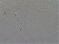 Minibiotus intermedius image
