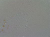 Minibiotus intermedius image