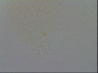 Minibiotus intermedius image