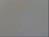 Minibiotus intermedius image