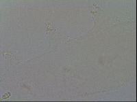 Minibiotus intermedius image
