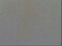 Minibiotus intermedius image
