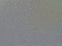 Minibiotus intermedius image