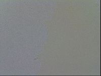 Minibiotus intermedius image