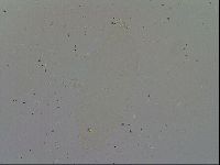 Minibiotus intermedius image