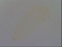 Minibiotus intermedius image