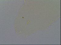 Minibiotus intermedius image