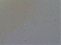 Minibiotus intermedius image