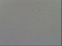 Minibiotus intermedius image