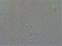 Minibiotus intermedius image