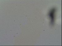 Minibiotus intermedius image