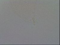 Minibiotus intermedius image