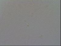 Minibiotus intermedius image