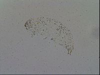 Minibiotus intermedius image