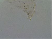 Minibiotus intermedius image