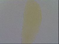 Minibiotus intermedius image