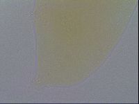 Minibiotus intermedius image