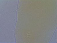 Minibiotus intermedius image